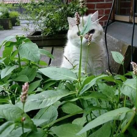 Penthouse Backpackers Hotel